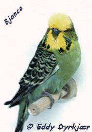 06eddy0.jpg